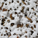 Image for article titled Styrofoam-Chomping Mealworms Can Help Solve Our Trash Problem